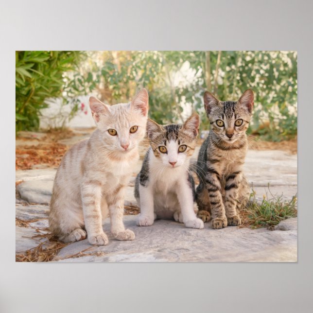 Poster Três gatinhos bonitinhos se sentam amigáveis junto (Frente)