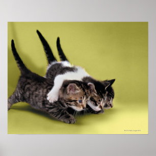 Pôster Três gatinhos que abraçam-se