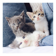 Três Gatinhos Super Bonitos