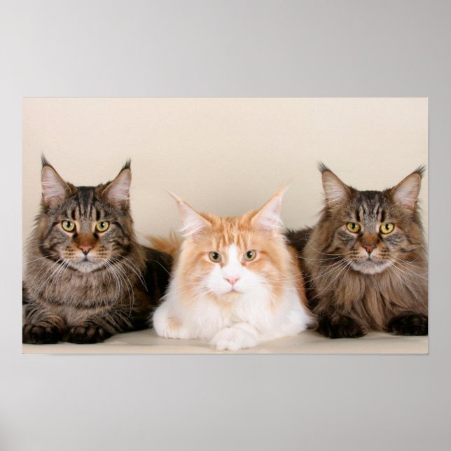 Poster Três Gatos De Maine Coon (Frente)
