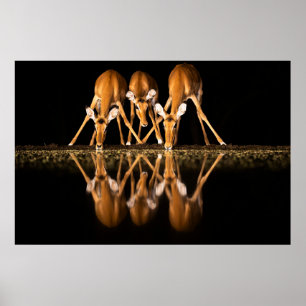 Poster Três impalas bebem juntos à noite