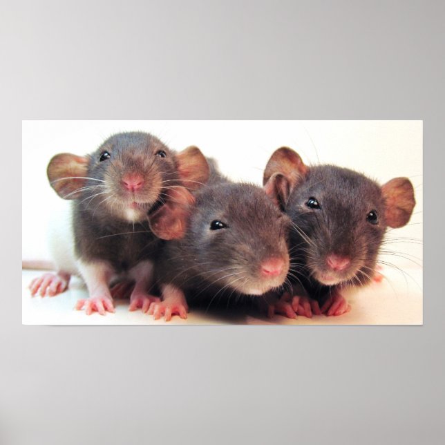 Poster Três Jokers (Frente)