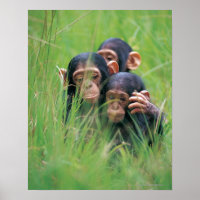 Três jovens chimpanzés (Pan troglodytes) em