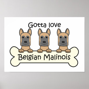 Poster Três Malinois belgas