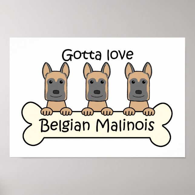 Poster Três Malinois belgas (Frente)