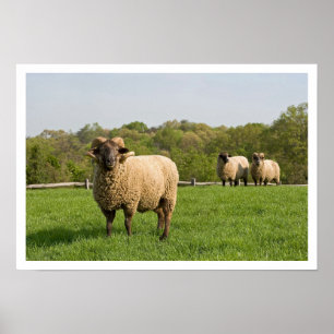 Poster Três Ovelhas em Pasture