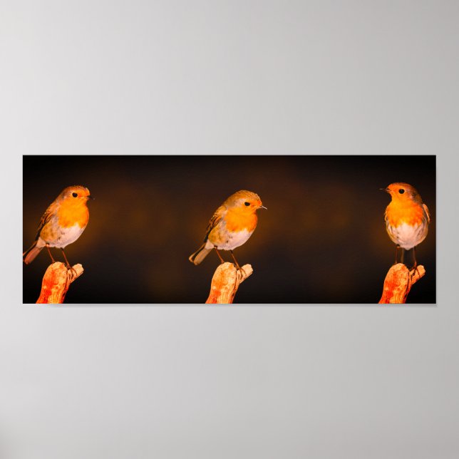 Poster Três Pássaros De Robins Em Perches (Frente)