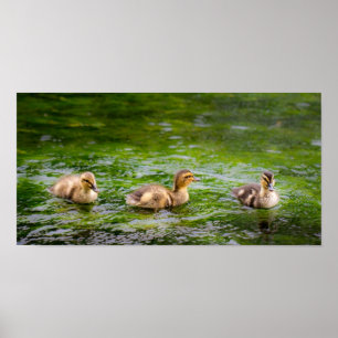 Poster Três patos pequenos dos patinhos