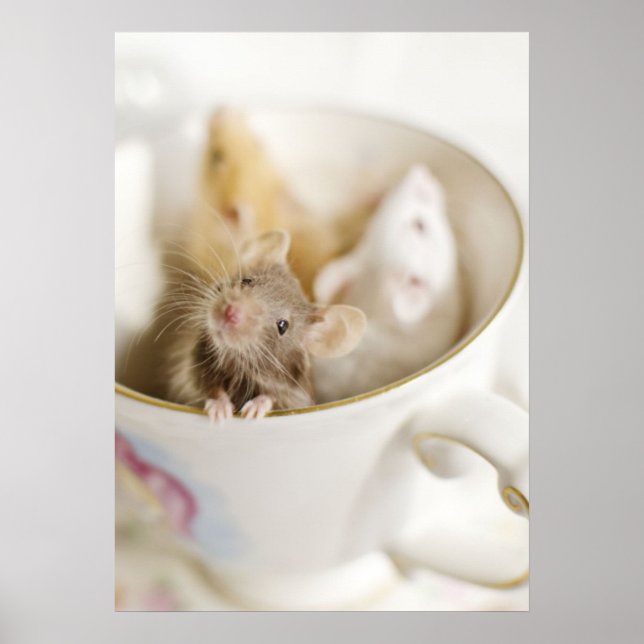 Pôster Três Pequenos Ratos (Frente)