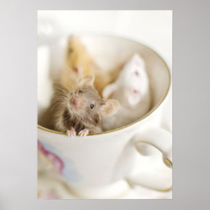 Pôster Três Pequenos Ratos