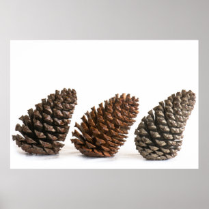 Pôster Três pinecones