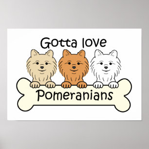 Pôster Três Pomeranians