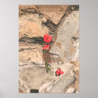 Poster Três Poppies