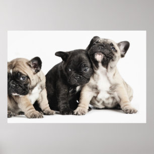 Poster Três Pug Puppies
