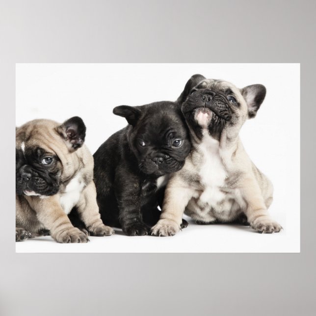 Poster Três Pug Puppies (Frente)