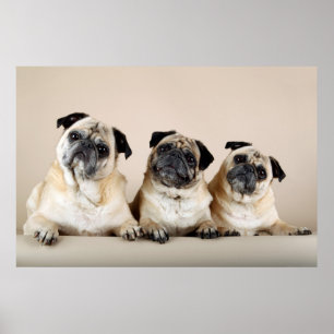 Poster Três Pugs Em Uma Linha