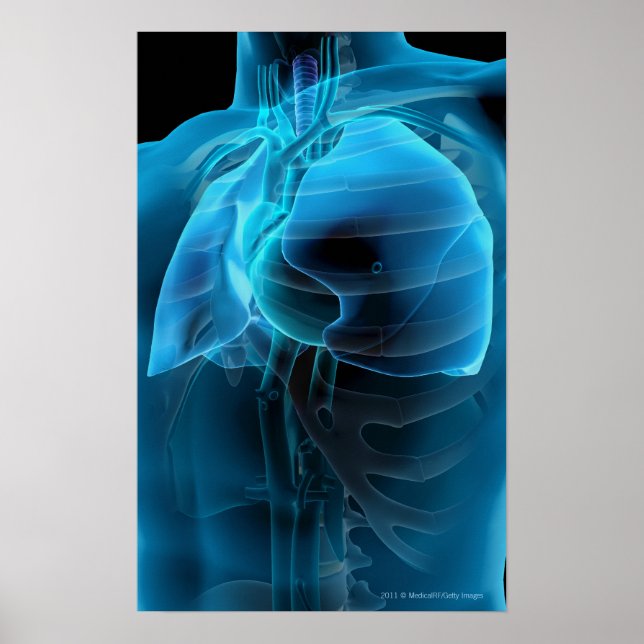 Pôster Três quartos da visão do coração e dos pulmões (Frente)