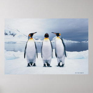 Poster Três rei pinguins