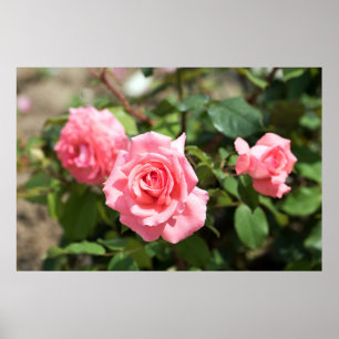 Poster Três Rosa Rosa Rosa