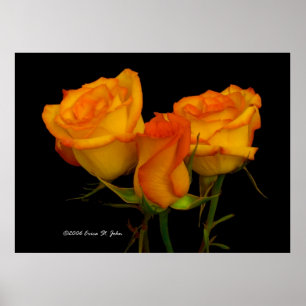 Pôster Três rosas de Firey