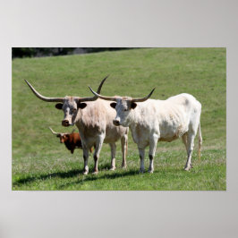 Pôster Três Texas Longhorns