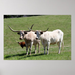 Pôster Três Texas Longhorns