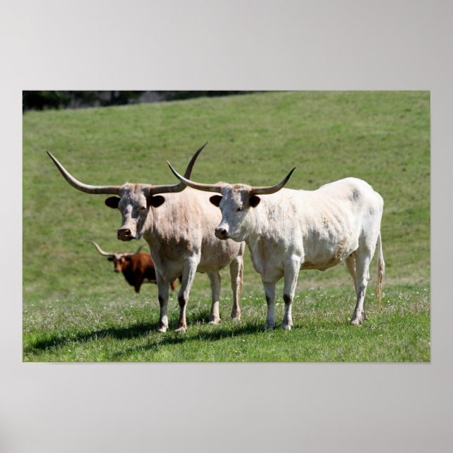 Pôster Três Texas Longhorns (Frente)