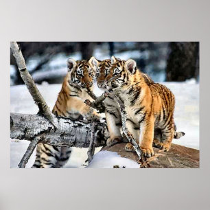 Pôster Três tigre Cubs em presentes da arte da neve