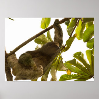 Poster Três tosas na Costa Rica