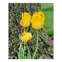 Três Tulipas Amarelas /
