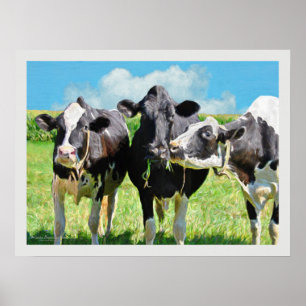 Poster Três vacas de Holstein