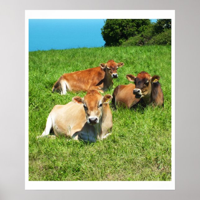 Pôster Três vacas Jersey (Frente)