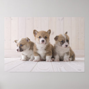 Pôster Três Welsh Corgi