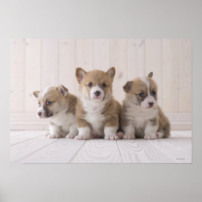 Pôster Três Welsh Corgi (Frente)