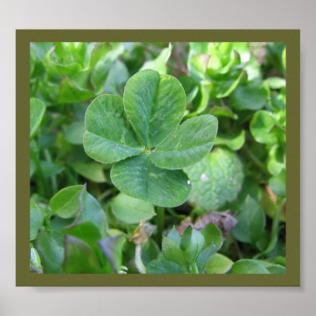 Pôster Trevo quatro folhas (Frente)