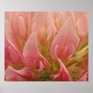 Pôster Trevo Rosa