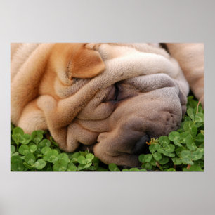 Poster Trevo Sniffing