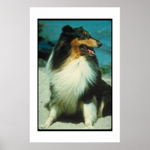 Poster Tri Colorido do Collie