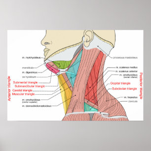 Poster Triângulos Anterior Posterior do pescoço Anatomia