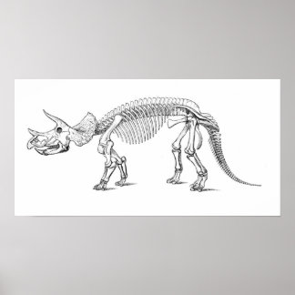 Pôster Triceratops Skeleton
