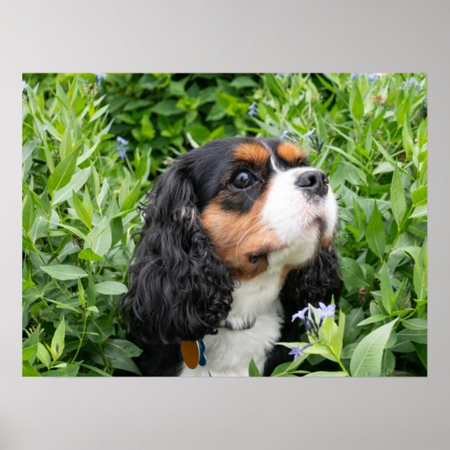 Poster Tricolor Cavalier King Charles Spaniel Dog (Frente)