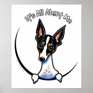 Poster Tricolor Rat Terrier IAAM