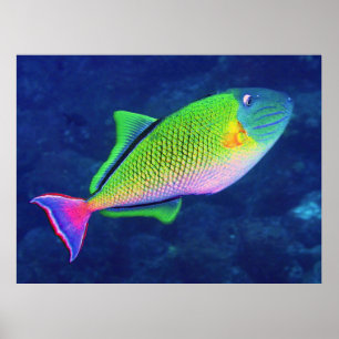 Poster Triggerfish
