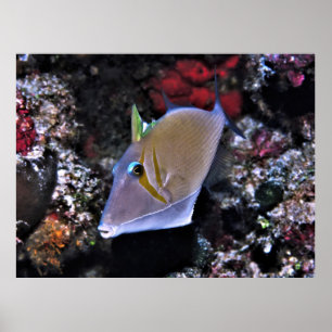 Poster Triggerfish