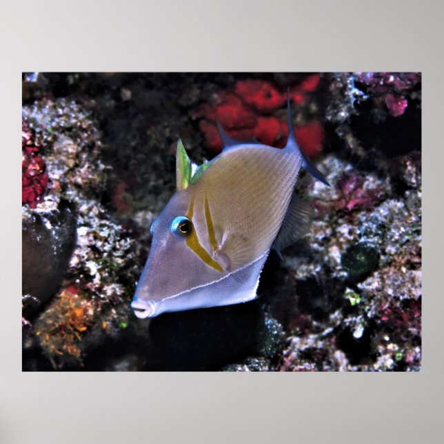 Poster Triggerfish (Frente)