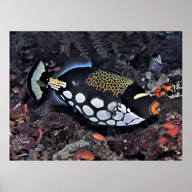Poster Triggerfish Raja Ampat (Frente)