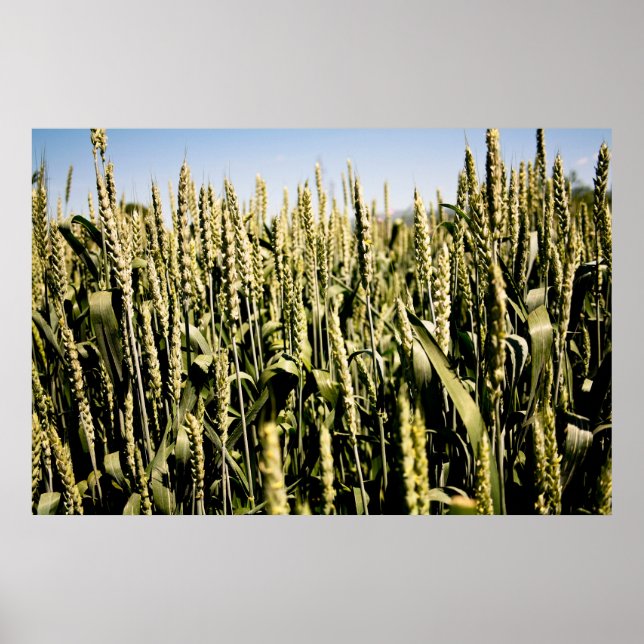 Poster Trigo (Frente)