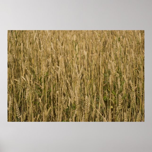Poster trigo (Frente)