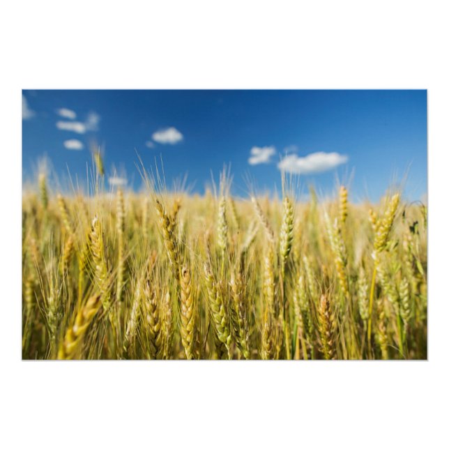 Pôster Trigo de Kansas (Frente)