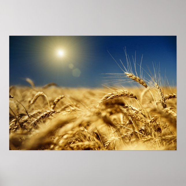 Pôster Trigo Dourado e céu azul com sol (Frente)